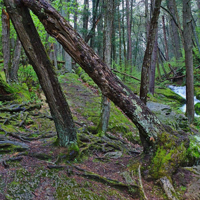 Near Tillman Ravine Trail
