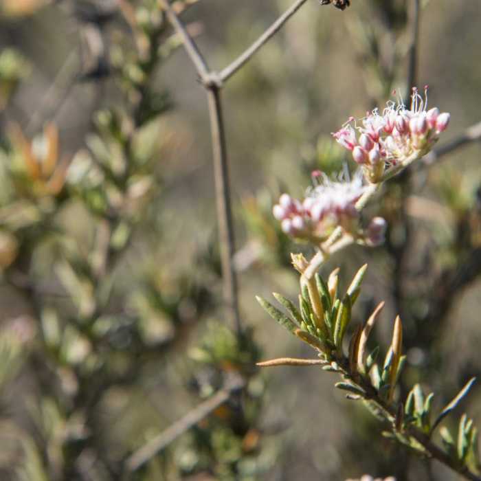 Near Runyon Canyon Park Loop