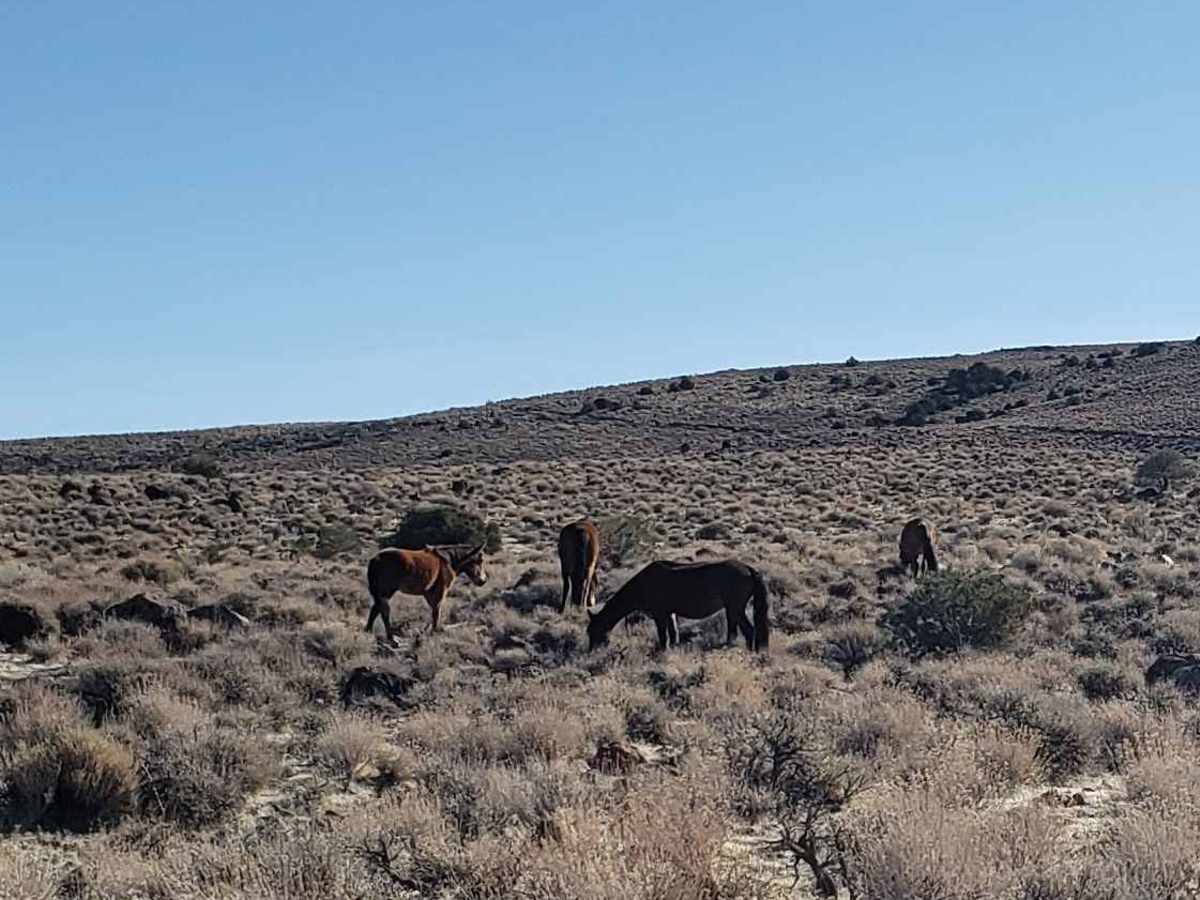 Wild Horse Trail photo 2