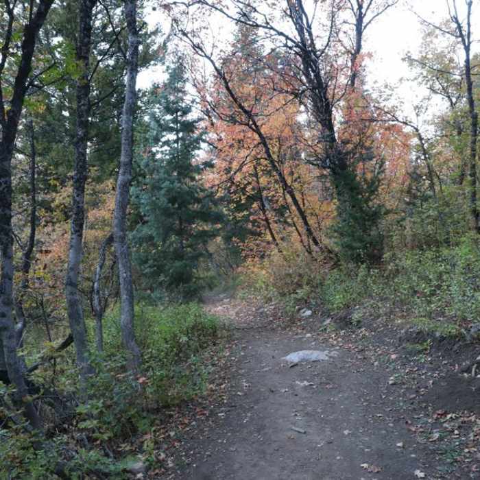 Near Moose Trail Loop