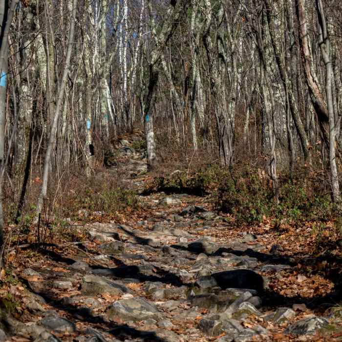 Near Pine Cobble Trail