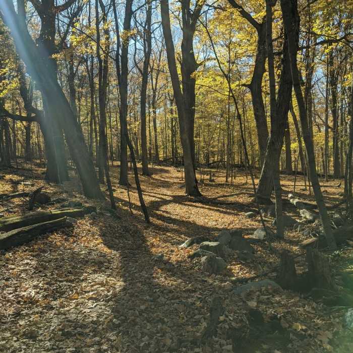 The trail obscured by leaves. Near Orange Trail