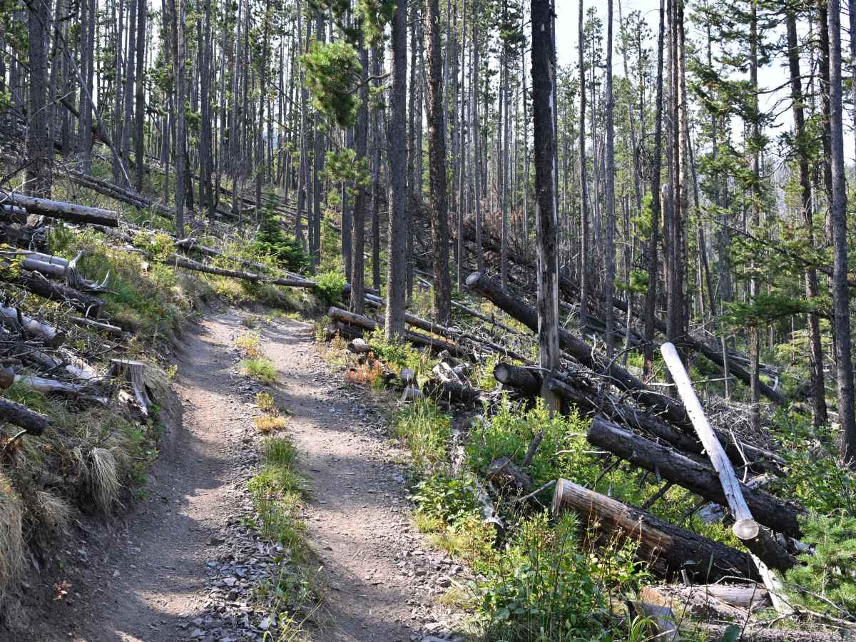 Poorman Creek photo 3