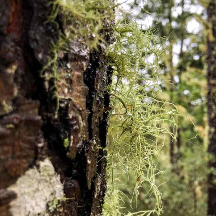 Near Point Reyes Hill Loop via Inverness Ridge, Muddy Hollow, and Bayview Trail