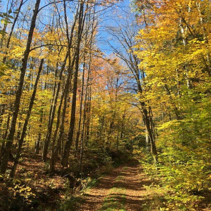 Near North Pond