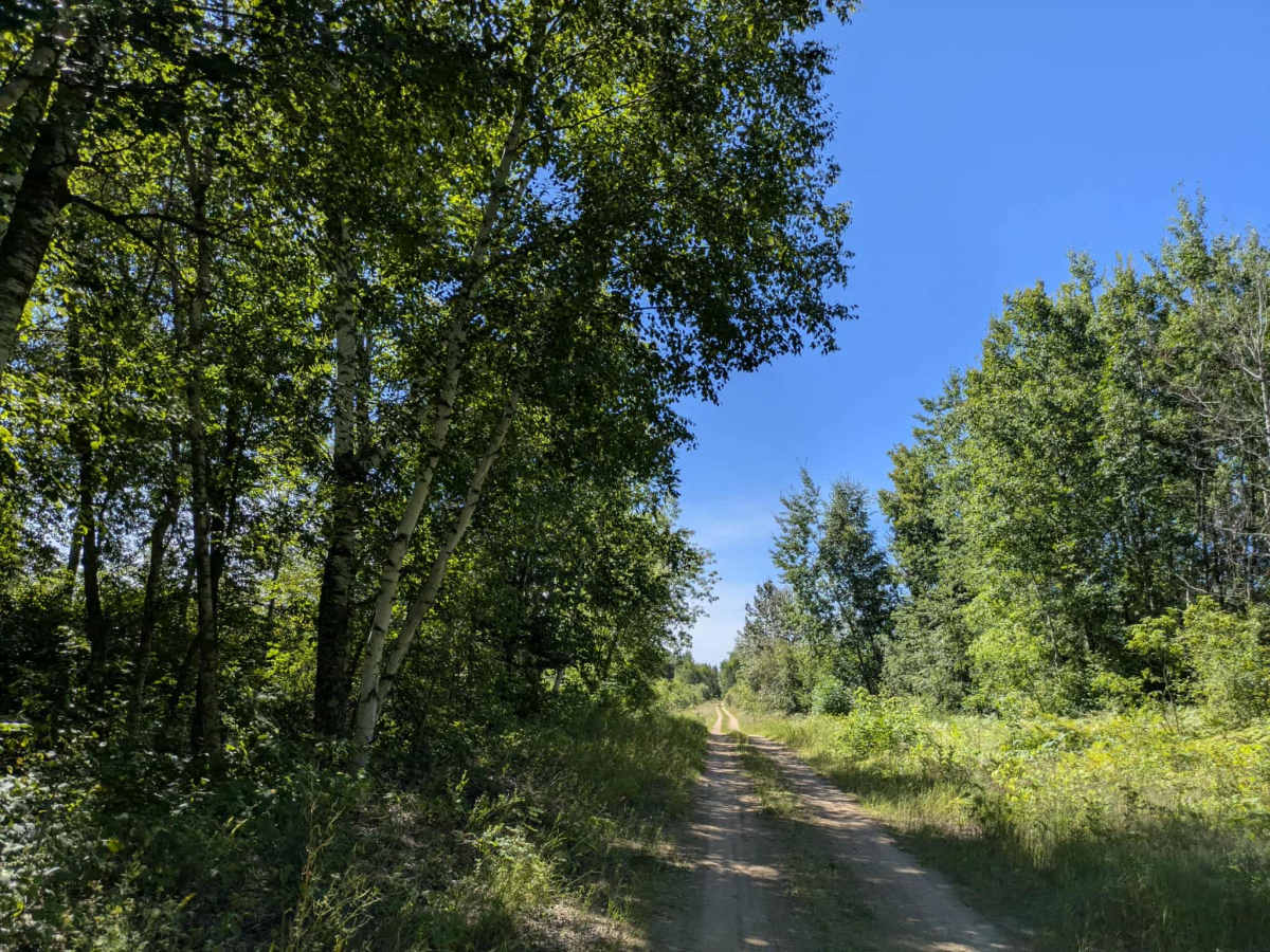 Carp Forest Road photo 3