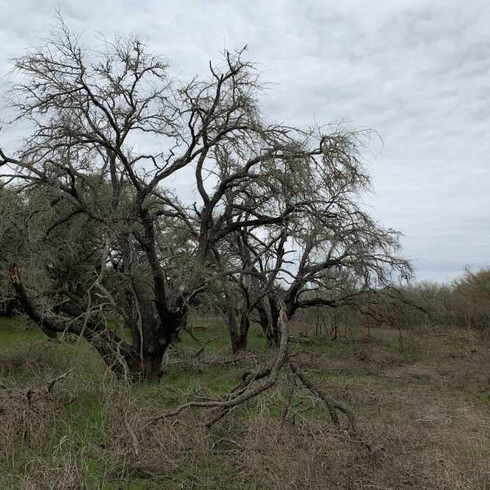 Tree Near Lake Somerville Flag Pond and Trailway Loop