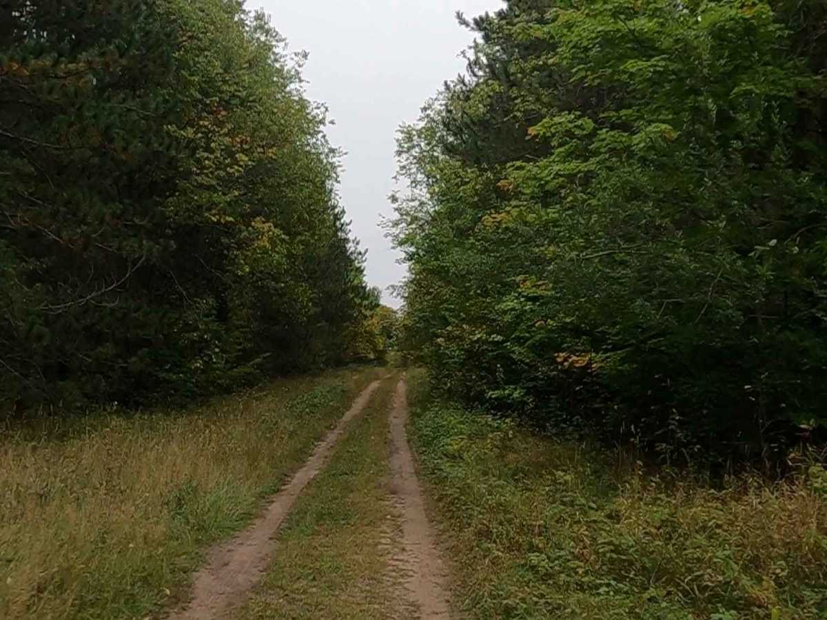 Little Dollar - Timber Trail photo 4