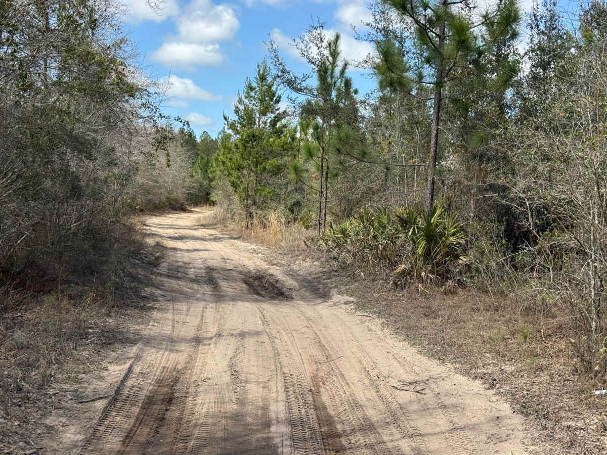 Logging Road photo 6