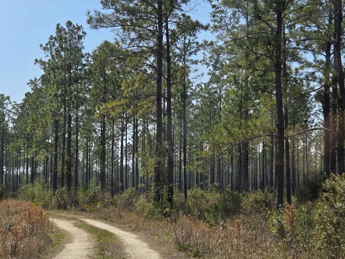 Lochloosa Swamp Trail photo 3