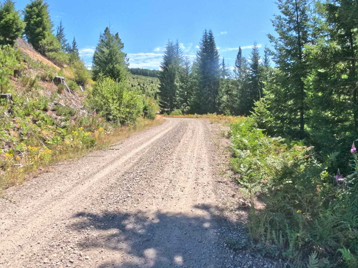 Crescent Creek Road - FS 2067510  trail photo