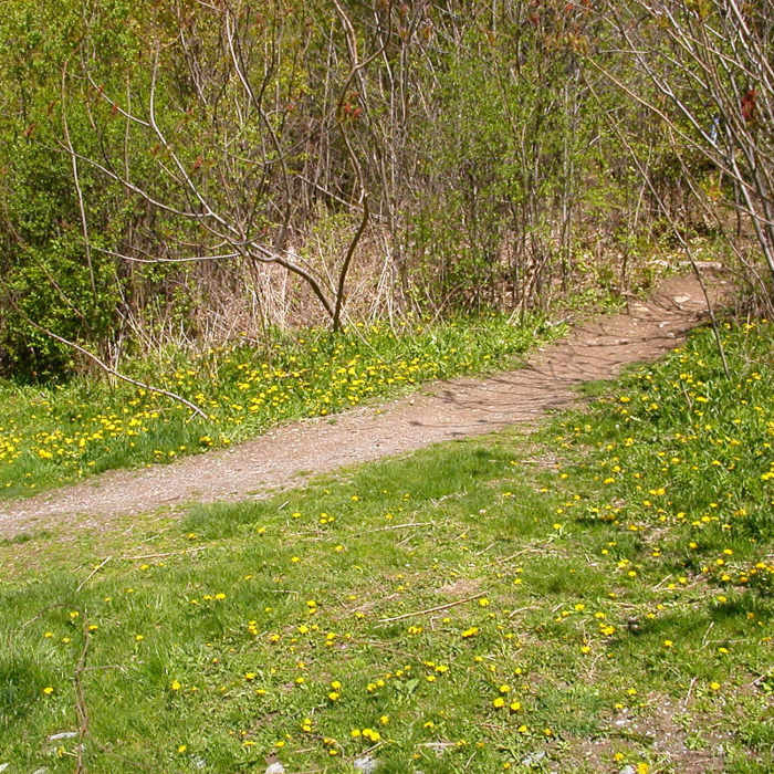 The path in summer. Near Mount Philo Loop