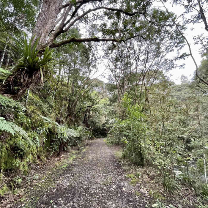 Near Waiomu Kauri Grove