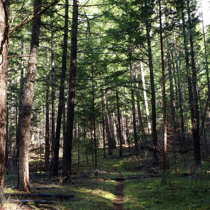 Near North Umpqua Trail #1414