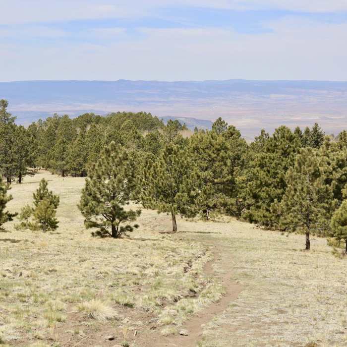 Near Gooseberry Springs Trail to Mount Taylor