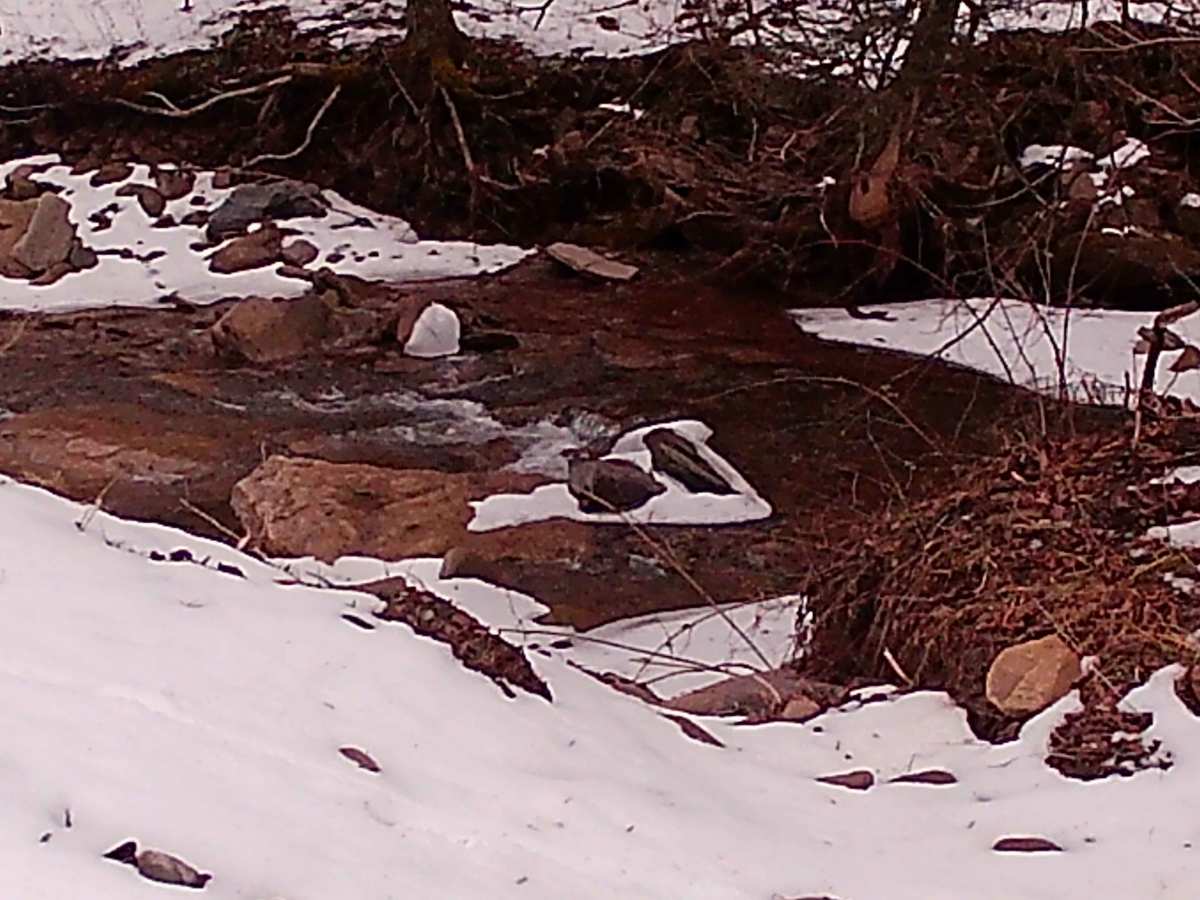 Camp Hill Road photo 4