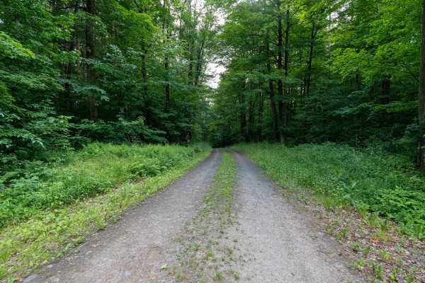 Truck Trail 2