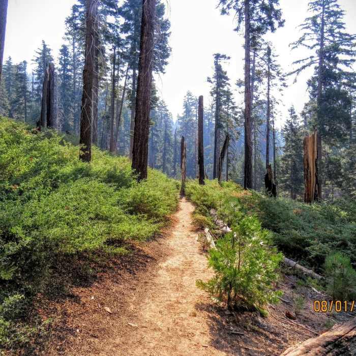 Near Biledo Meadow Trail