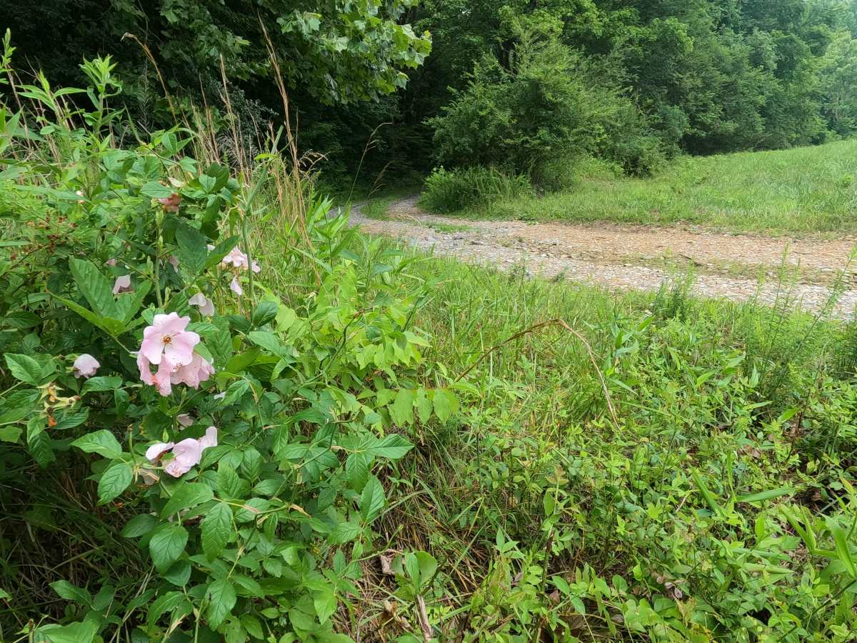 Tharpe Hollow - FS 384 photo 5