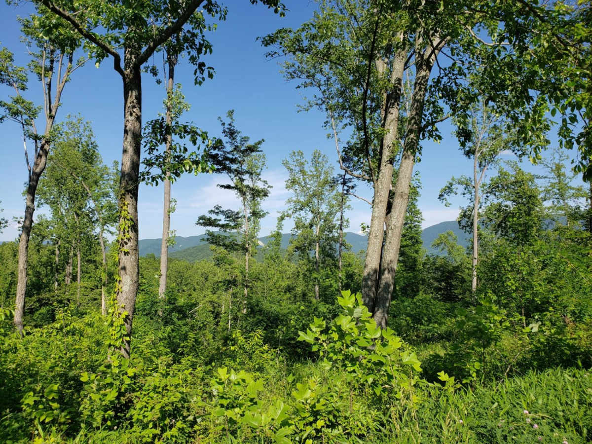 Parkers Gap trail photo