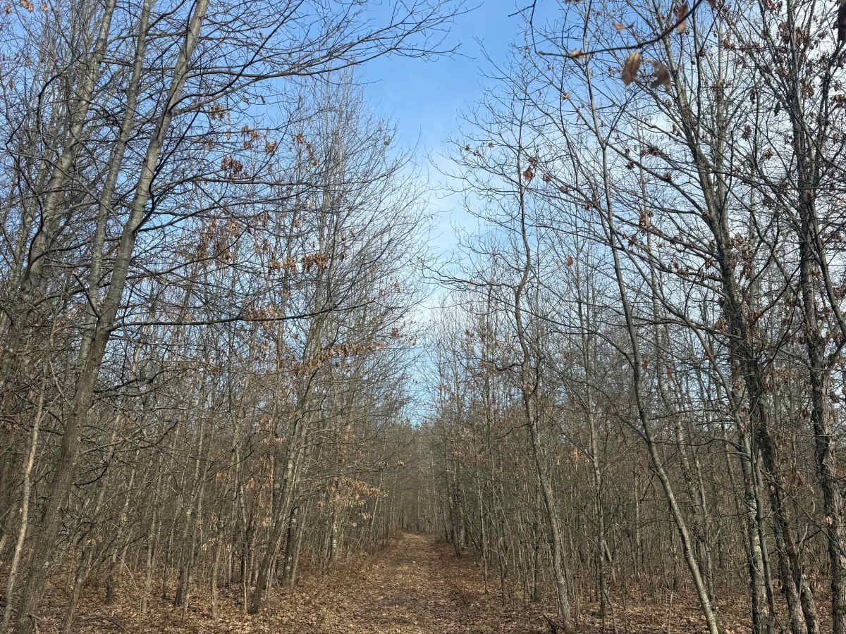 FS 8336 trail photo