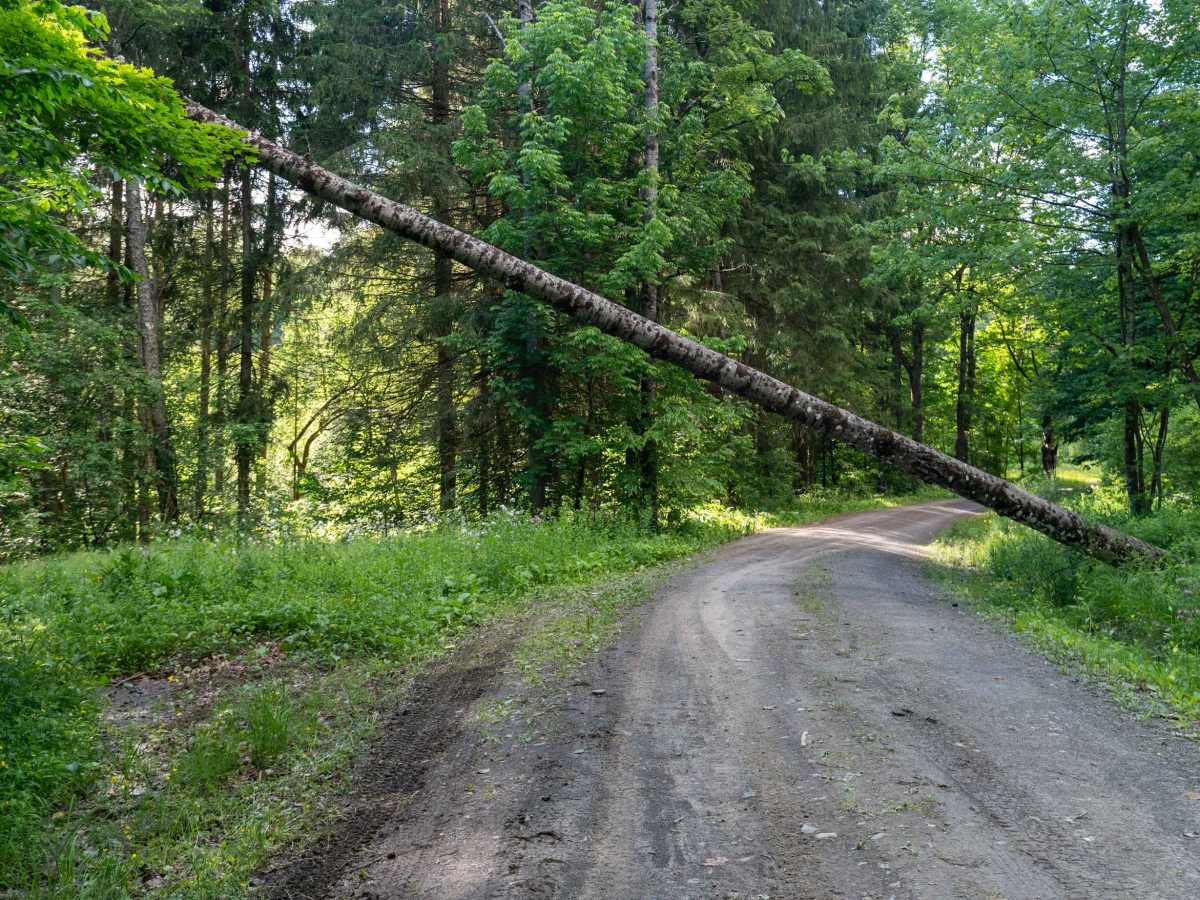 Truck Trail 9 - Kelley Road photo 4