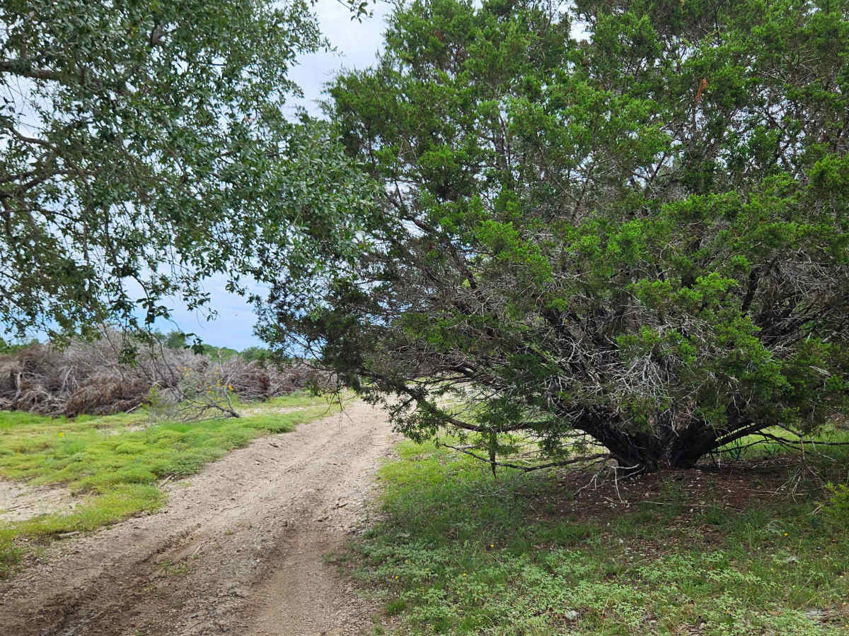 Saddle Spur trail photo