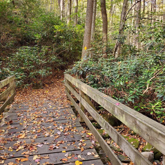 Near the start of the steep descent to Cheat Lake on the Mont Chateau Trail North. Near Coopers Rock Grand Loop
