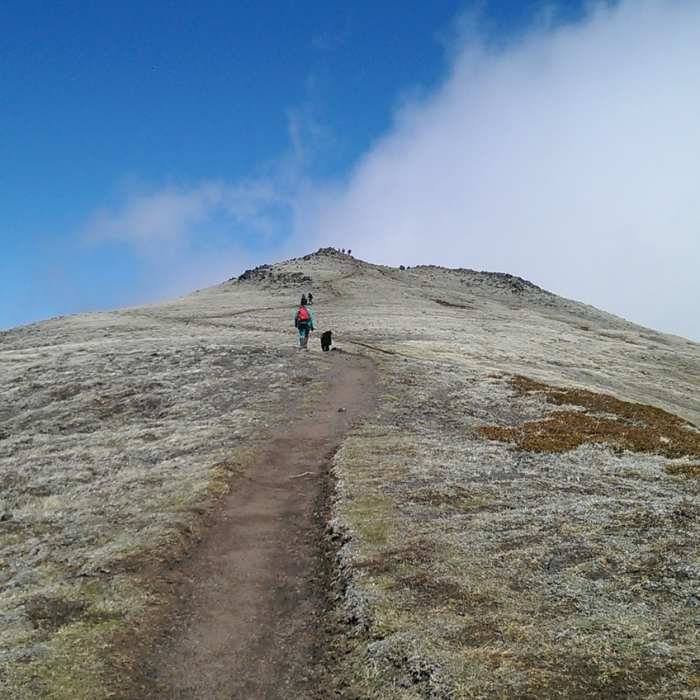 Near Mt. Townsend Trail #839