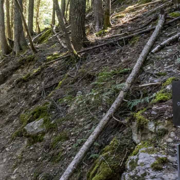 Near Avalanche Lake via Trail of the Cedars