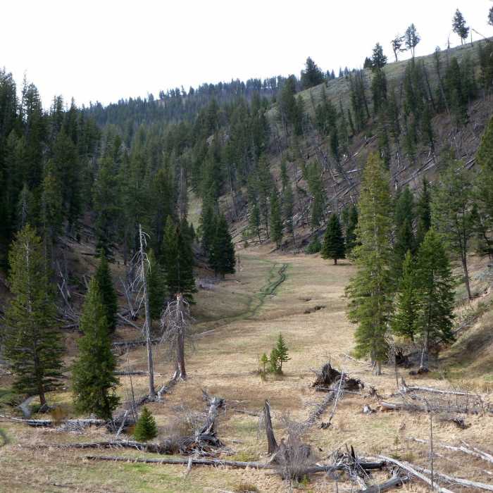 Trail near Petrified Tree Near Lost Lake Trail