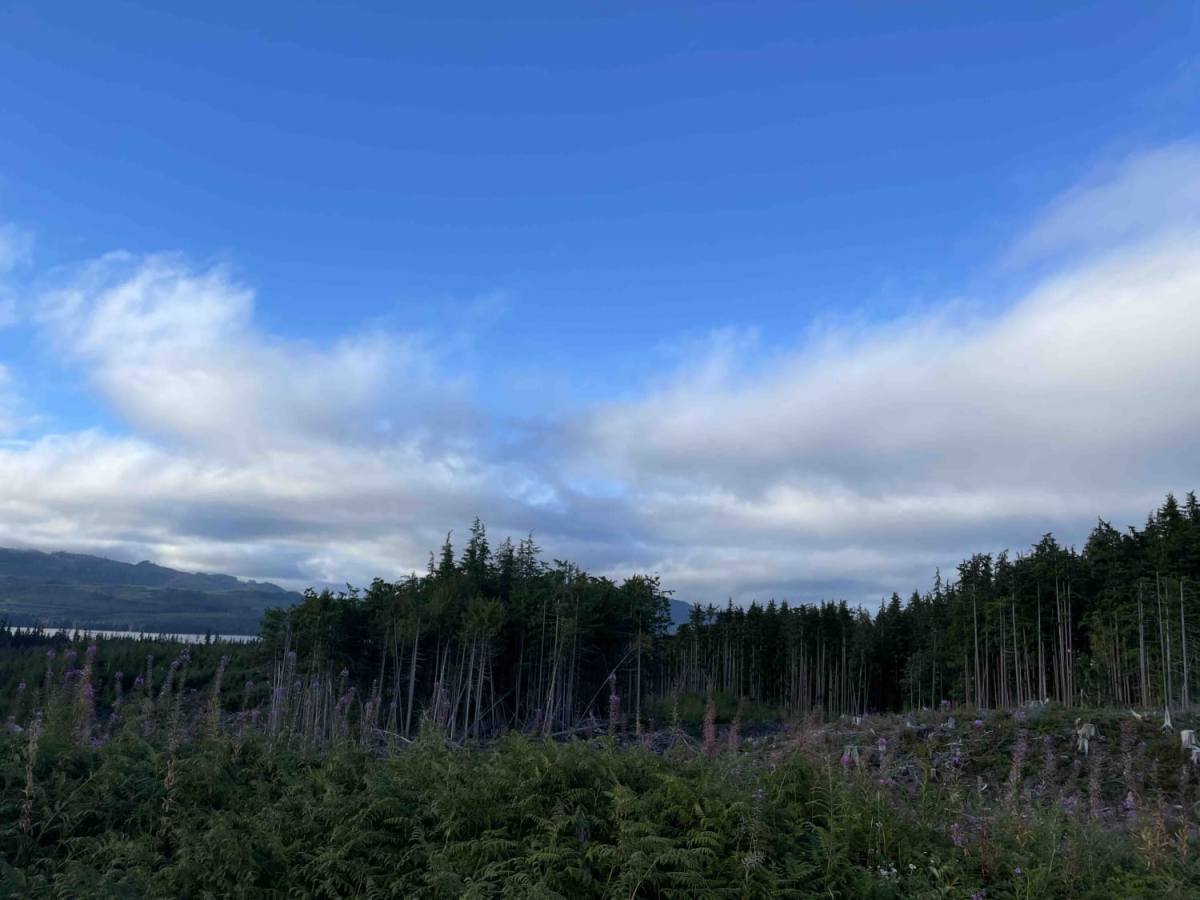 Side Bay from Port Alice photo 6