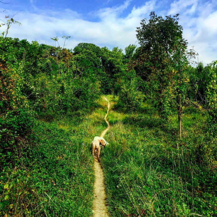 Near Morning Choice and Rockburn Branch