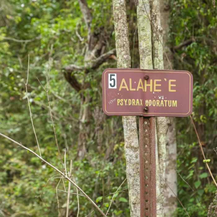Near Manuka Nature Trail Near Manuka Nature Trail