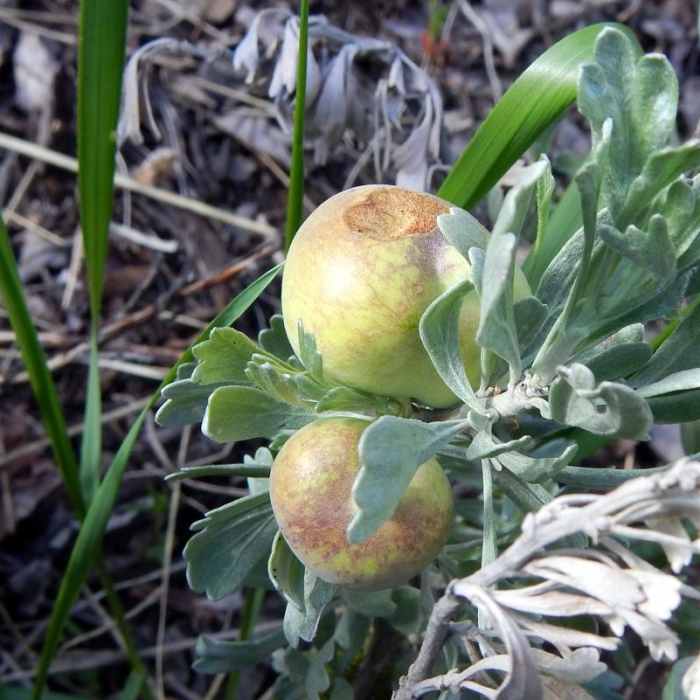 Near Crater Lake, Wallowas