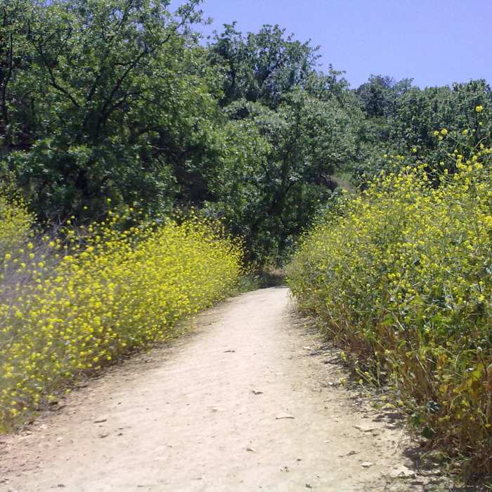 Near Betty B. Dearing Lollipop