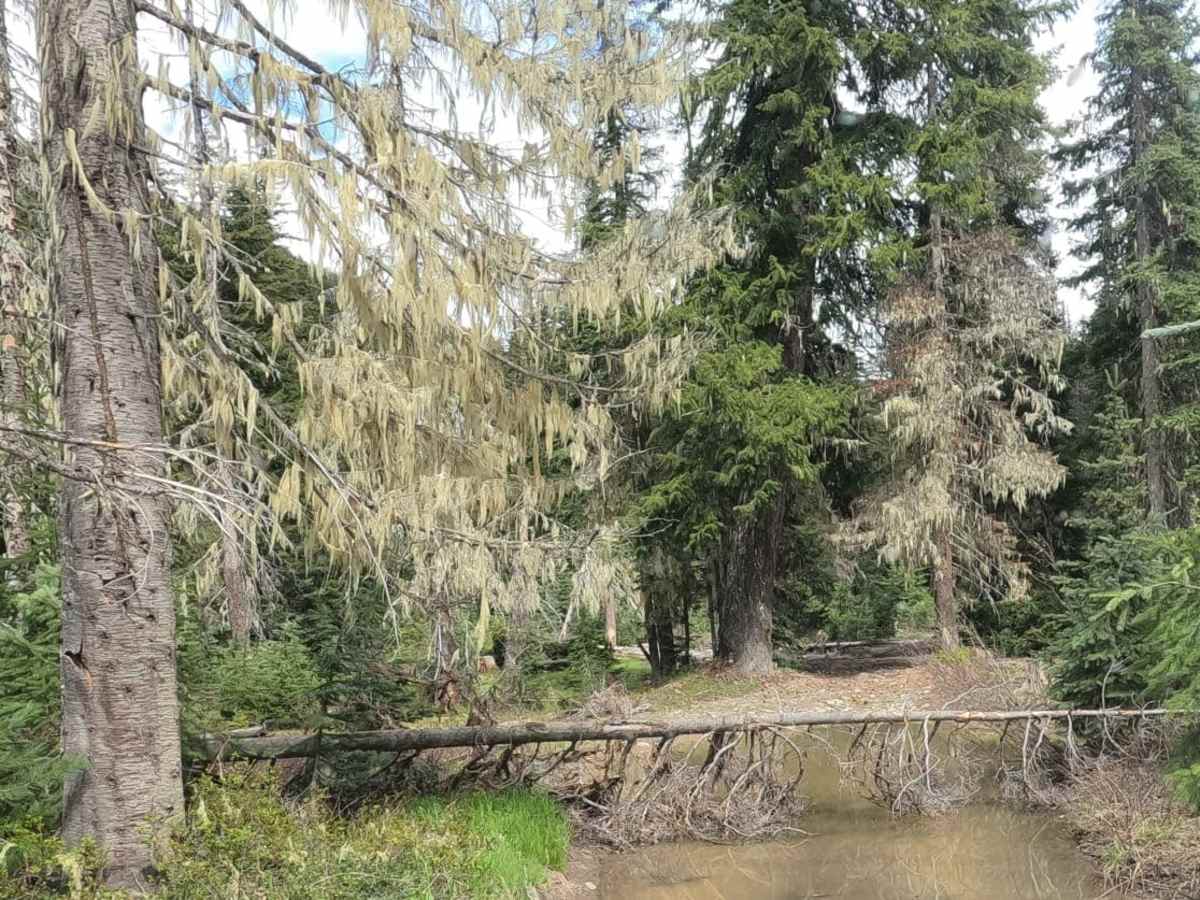 Fortune Creek 4WD Trail - NF301 - Lower Section photo 4