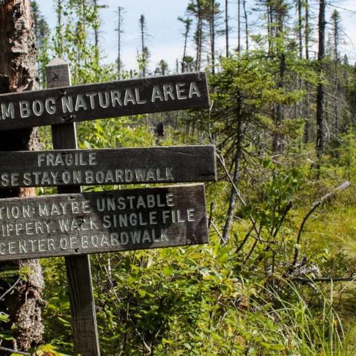 Near Peacham Bog Loop Trail Near Peacham Bog Loop Trail