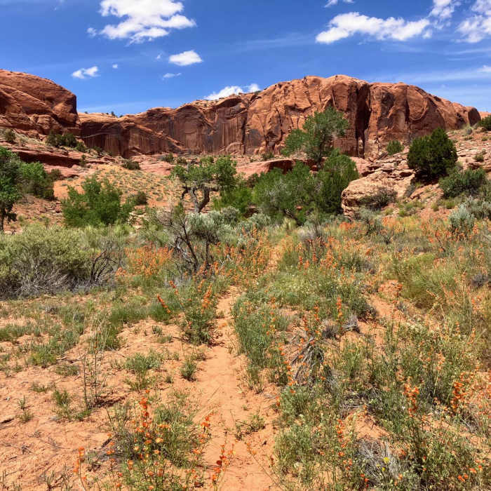 Near Little Death Hollow