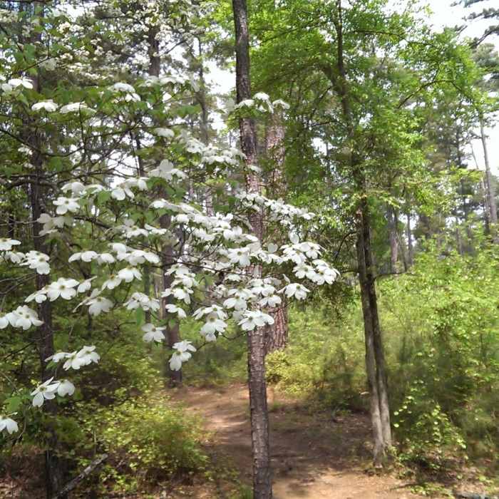 Dogwoods in bloom Near Tyler State Park Route