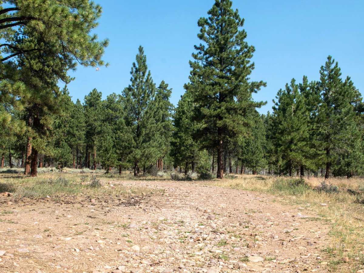 Crow Canyon - FS 10266 trail photo