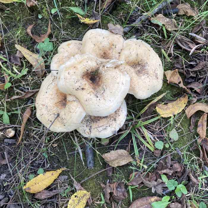 Near Vista Nature Loop Near Vista Nature Loop