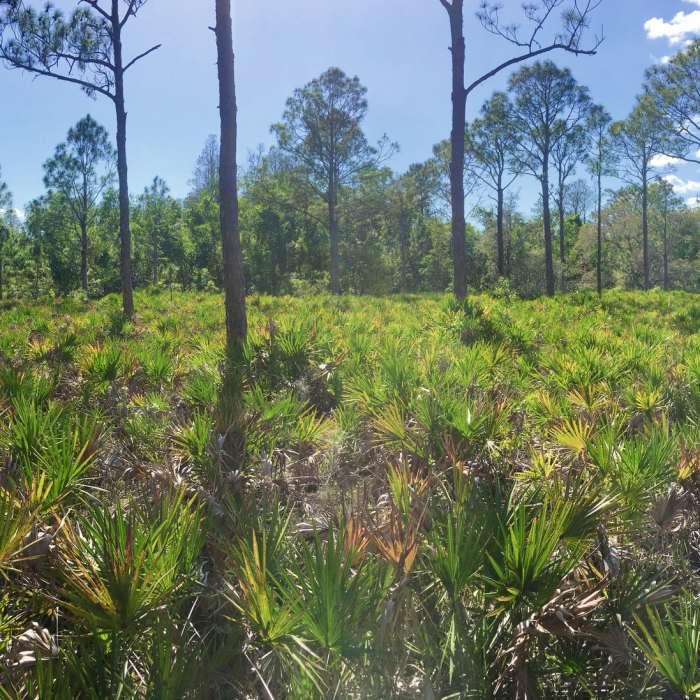 Near Flatwoods Trail