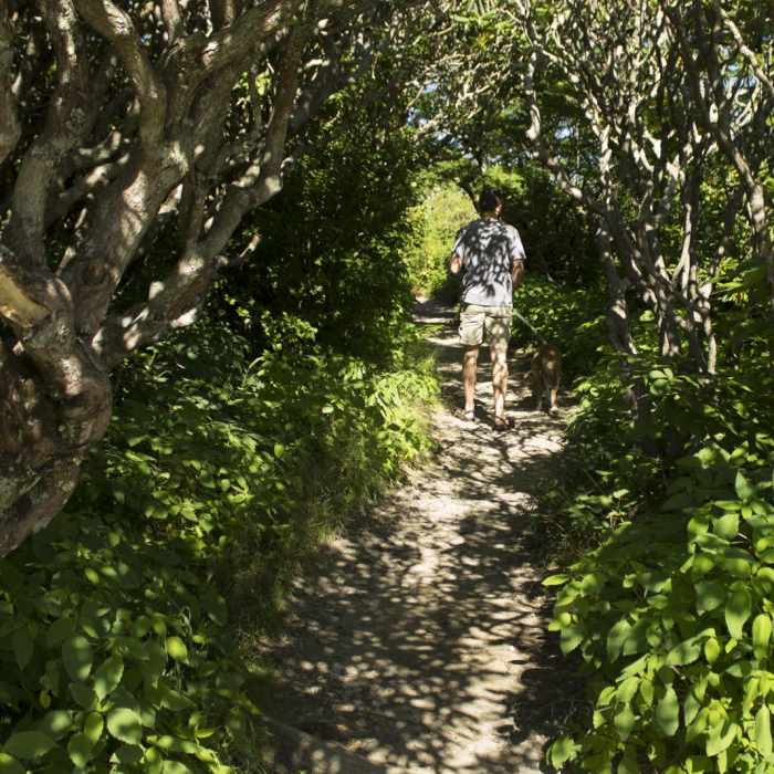 Near Pinnacle Hike at Craggy Gardens Near Pinnacle Hike at Craggy Gardens