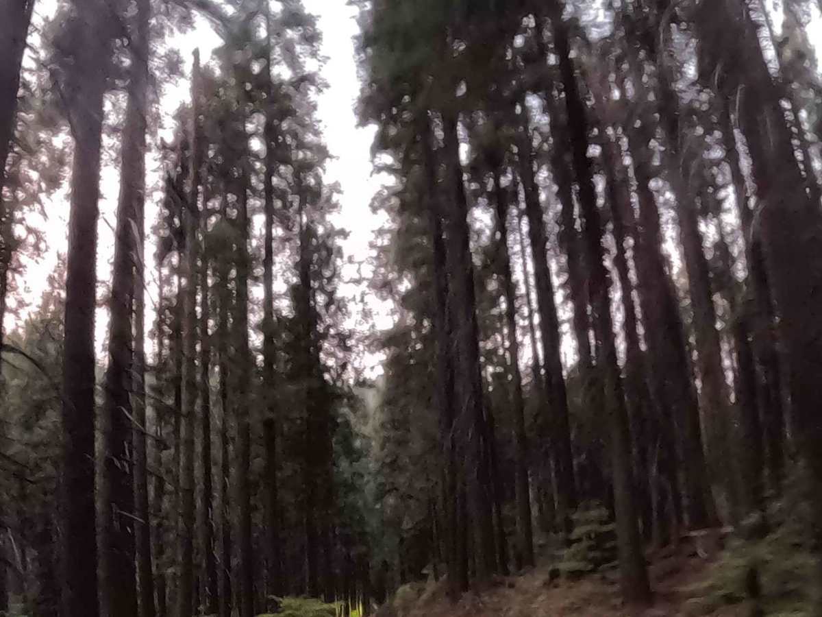 Soquel Meadow - FS 6S040 photo 5
