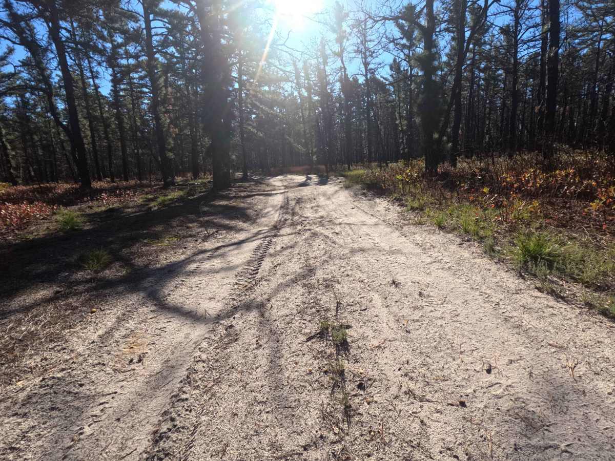 Birches Road trail photo