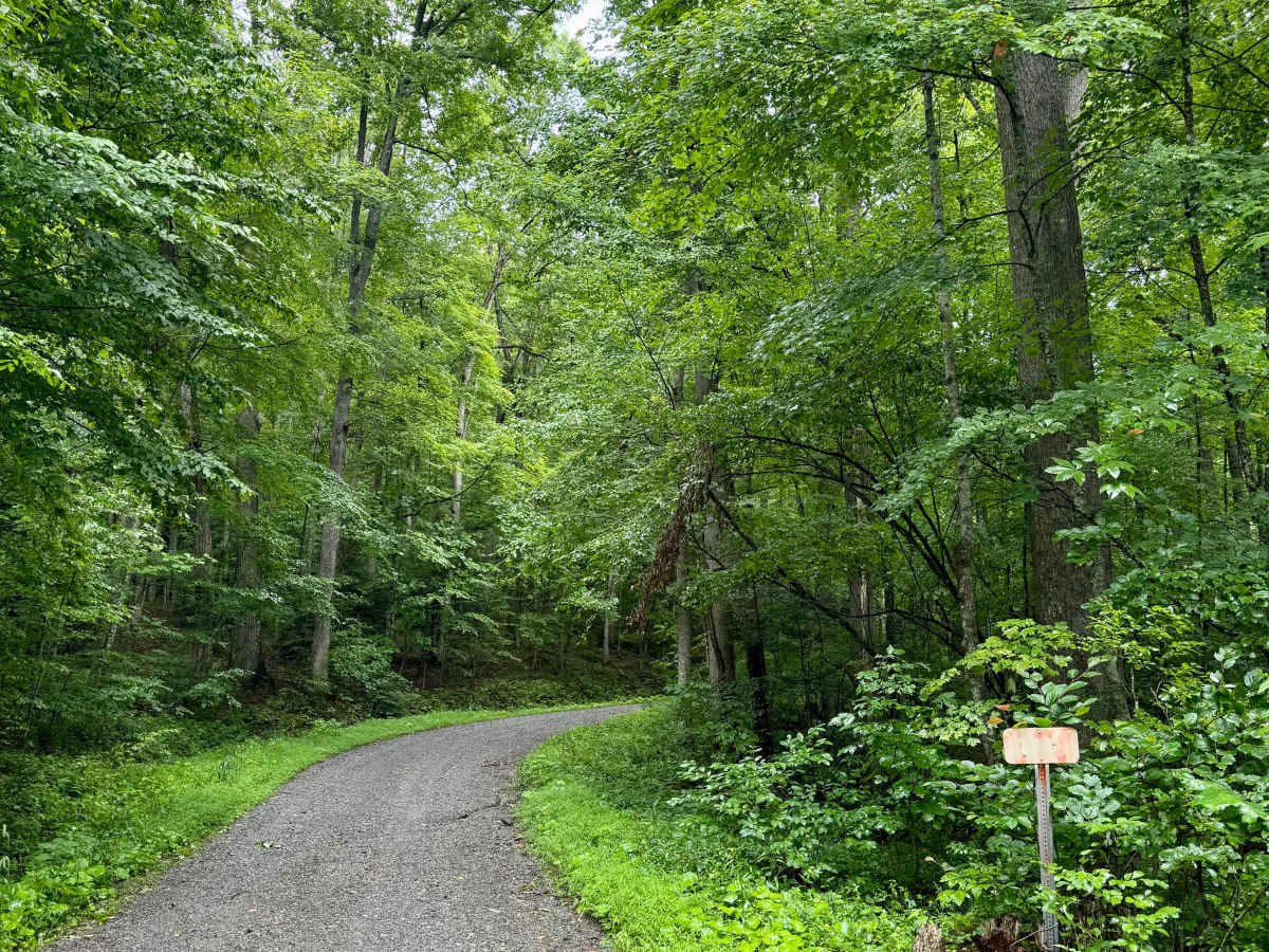 Sawyer Run - FS 735 trail photo