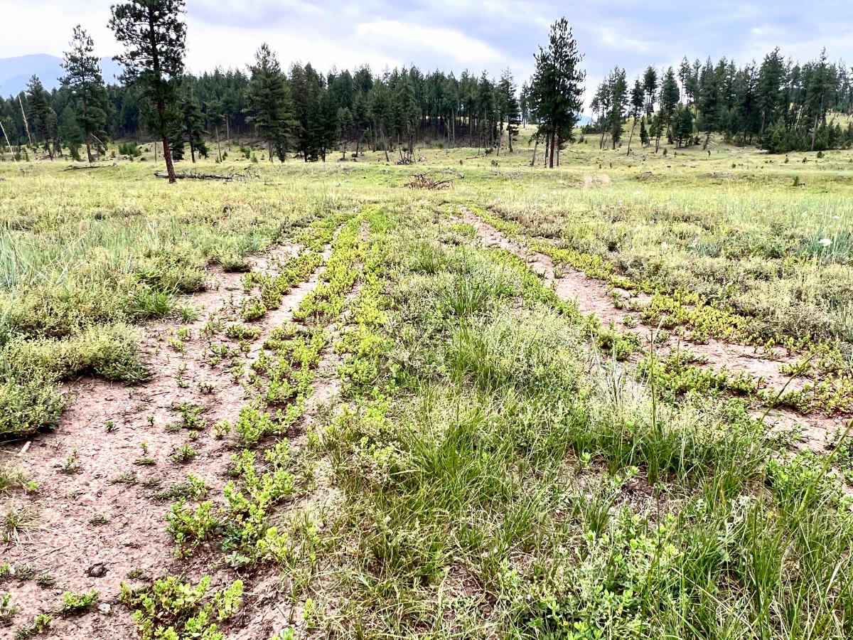 Grassy Meadows photo 2