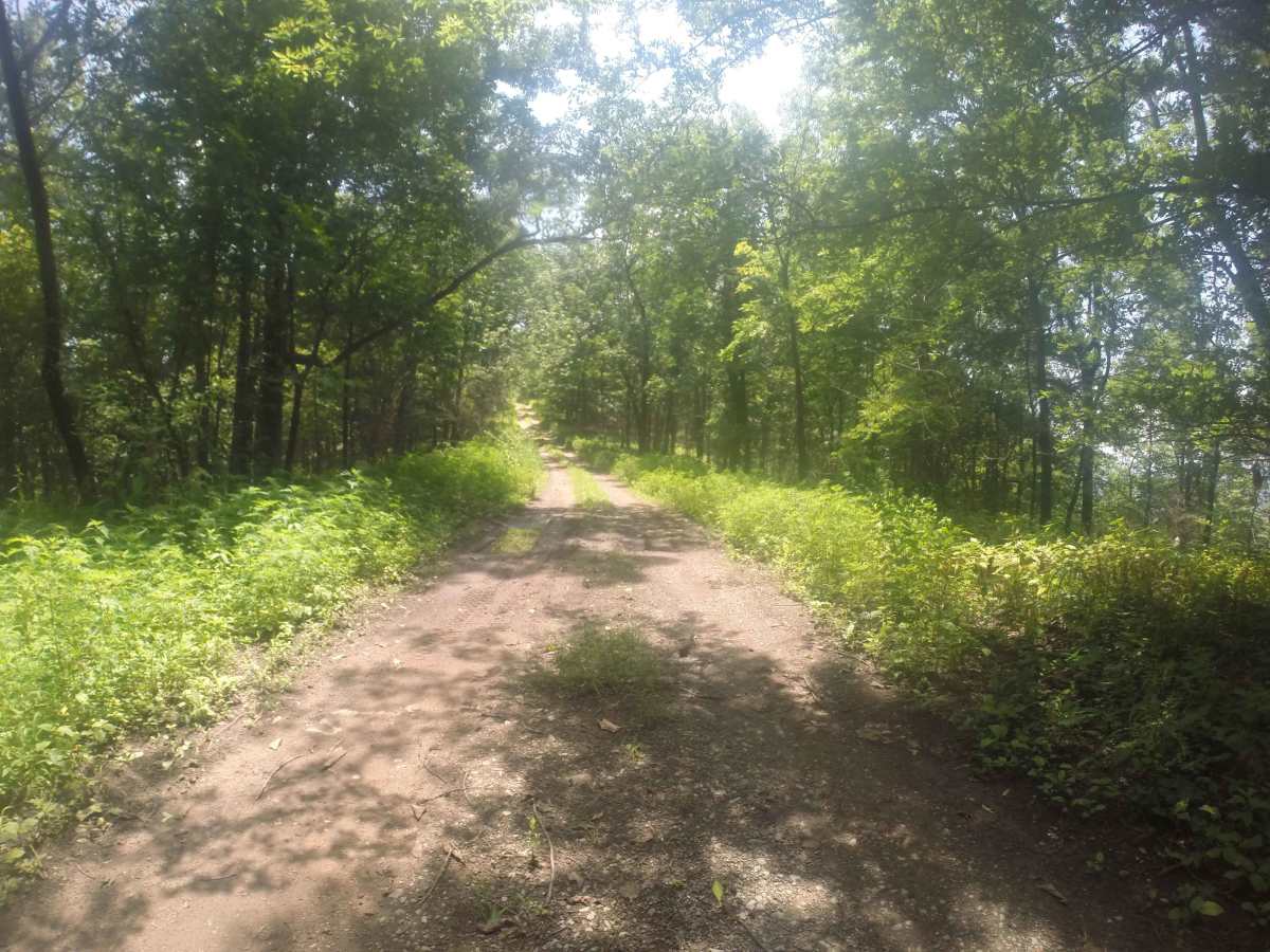Chestnut Mountain - FS 212 photo 4