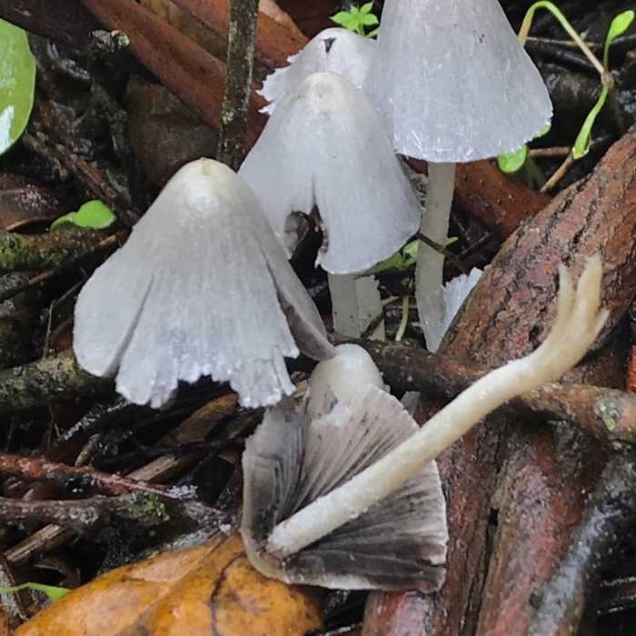Near Wood Rat Trail